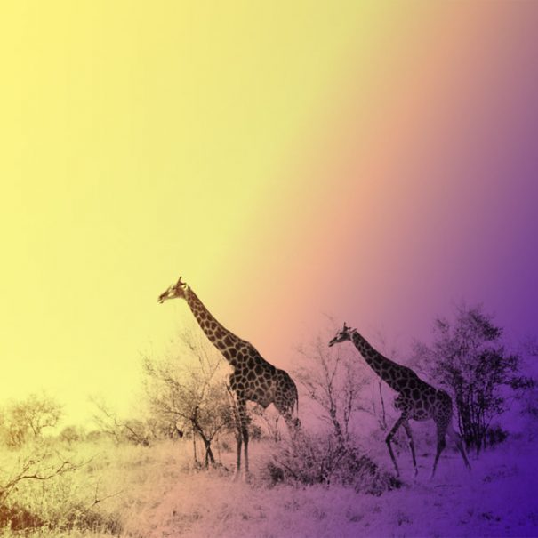 South Africa LGTBQ+ safari
